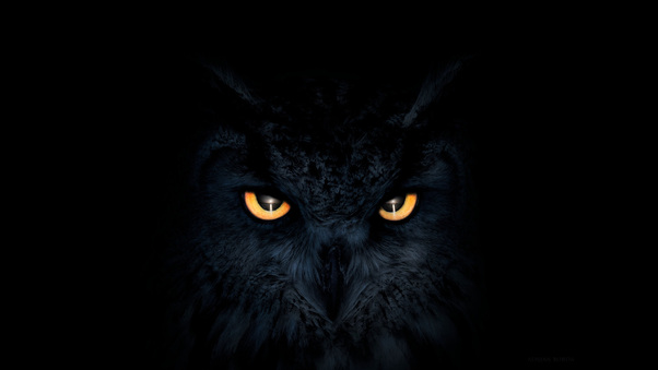Owl Dark Glowing Eyes Wallpaper