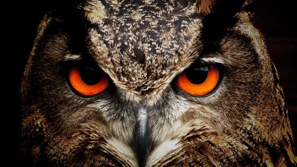 Owl Eagle Eyes Wallpaper