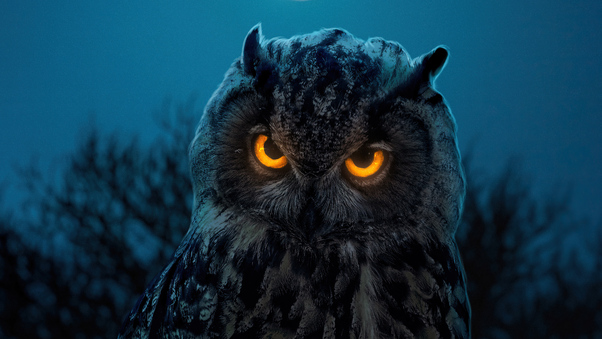 Owl Glowing Eyes Wallpaper