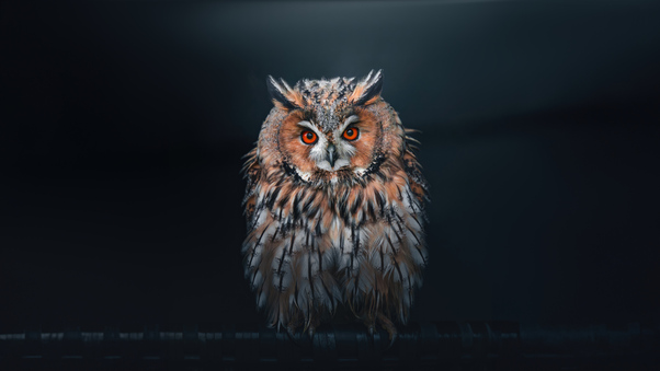 Owl Looking At Viewer Wallpaper