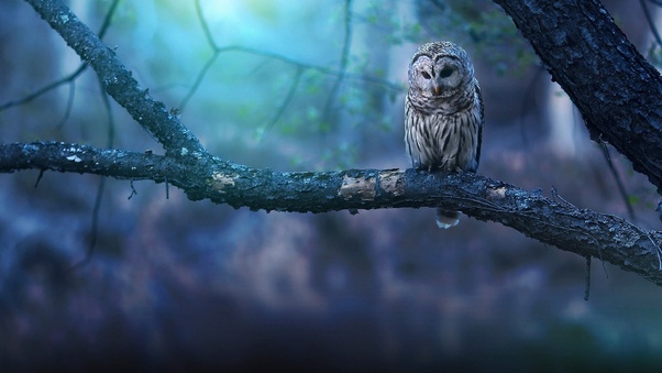 Owl Nature Forest Wallpaper