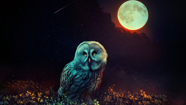 Owl The Night Guard Wallpaper