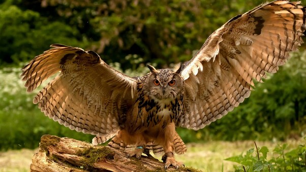 Owl Wings Wallpaper