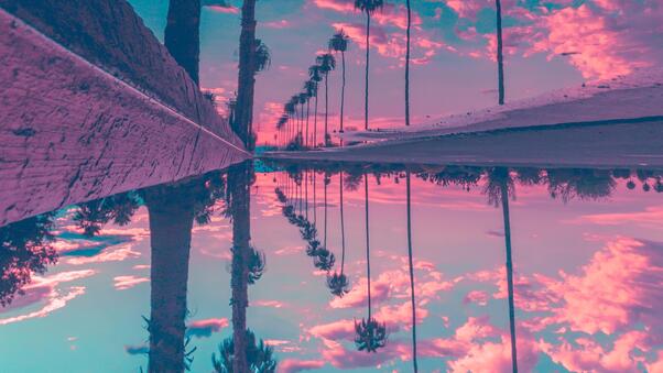 Palm Trees Reflection Sky Wallpaper
