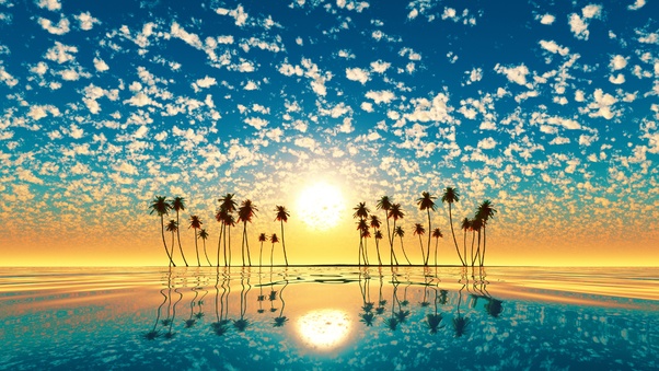 Palm Trees Reflection Sunset Wallpaper