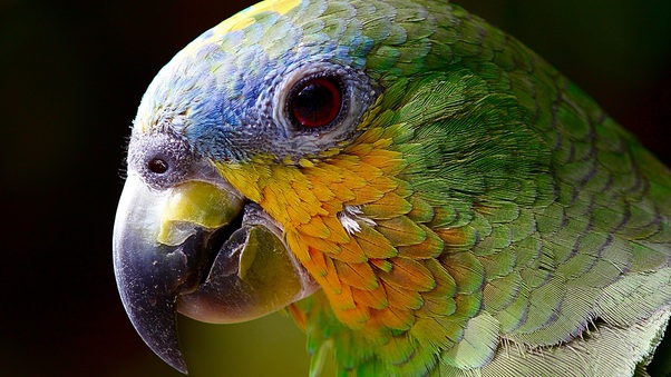 Parrot Colorful 4k Wallpaper