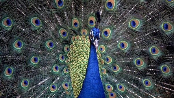 Peacocks Wallpaper