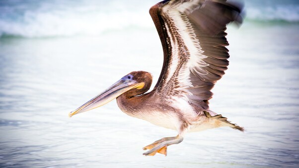 Pelican Water Bird Wallpaper