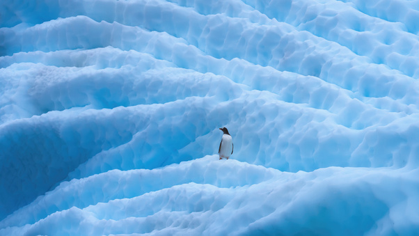 Penguin In Antarctica Wallpaper