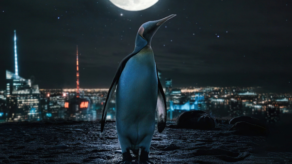 Penguin Moon Night 4k Wallpaper