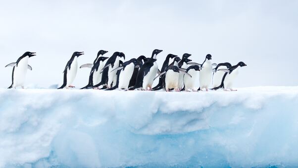 Penguins In Antarctica Wallpaper