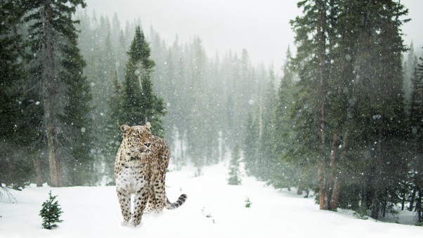 Persian Leopard In Snow 5k Wallpaper