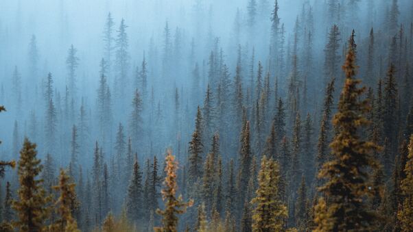 Pine Trees Fog Forest 5k Wallpaper