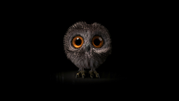 Pinfeather Fluffy Owl 4k Wallpaper