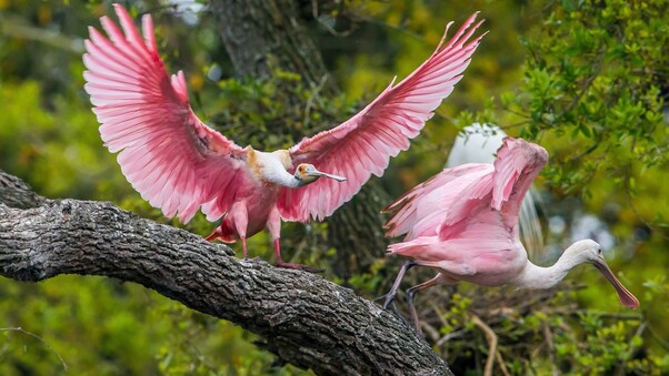 Pink Birds Wallpaper