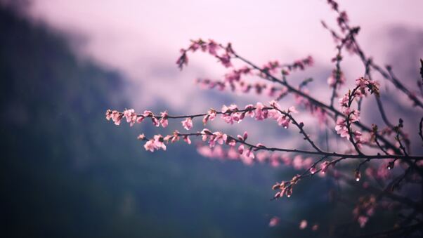Pink Blossom Tree Branch Spring 5k Wallpaper