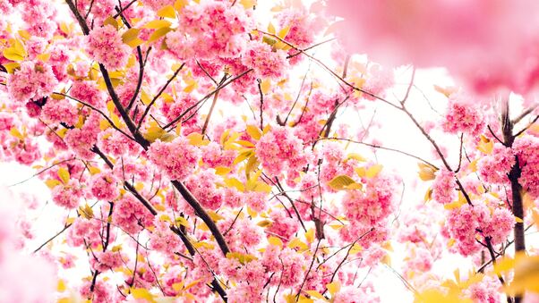 Pink Blossoming Tree 8k Wallpaper