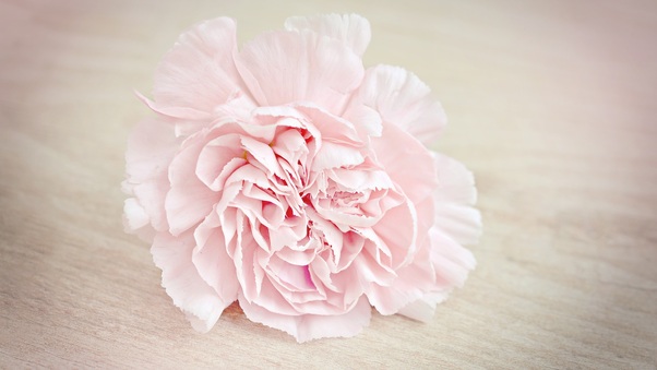 Pink Flower Carnation Blossom Wallpaper