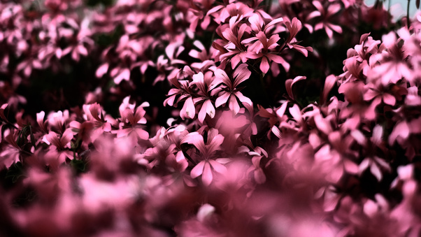 pink-flowers-ultra-hd-blur-4k-3y.jpg