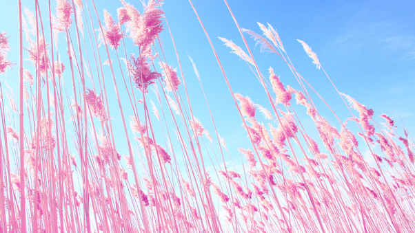 Pink Grass On Fields Wallpaper