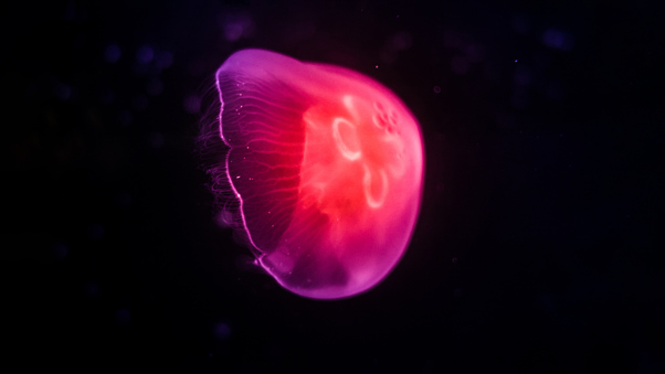 Pink Jellyfish Dark 8k Wallpaper