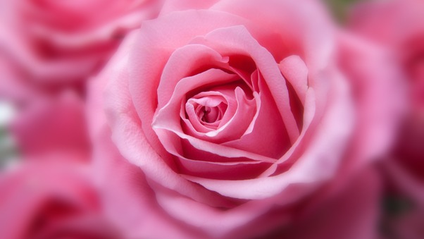Pink Rose HD Wallpaper