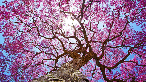Pink Tree 4k Wallpaper