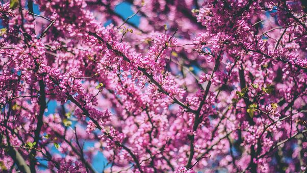 Pink Tree Branches 4k Wallpaper