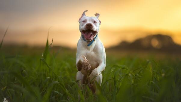 Pitbull Dog Breed Running Wallpaper