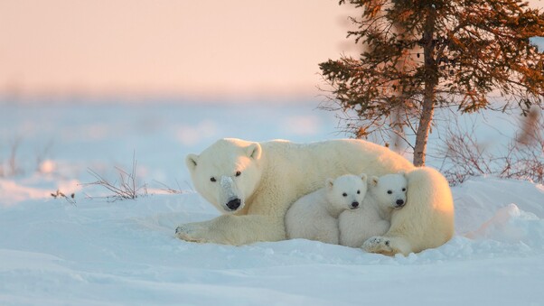 Polar Bear With Baby Wallpaper