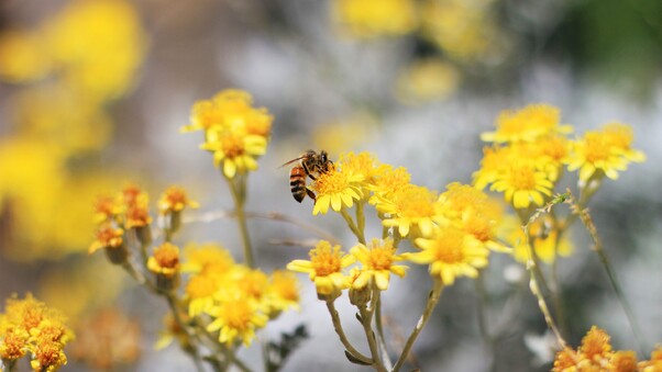 Pollination Bee Wallpaper
