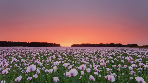 Poppy Flowers Field Wallpaper