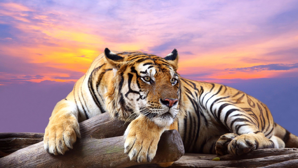 Predator Tiger Sunset Wallpaper