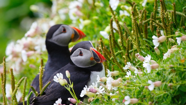 Puffin Couple Wallpaper