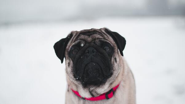 Pug In Snow 5k Wallpaper