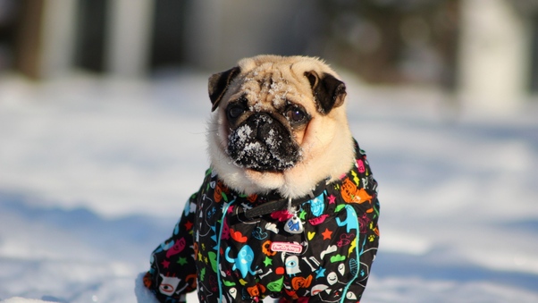Pug In Snow Wallpaper