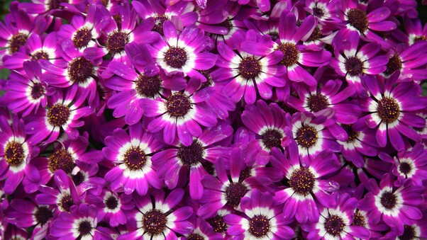 Purple Cineraria Flowers Wallpaper