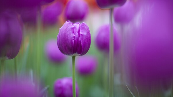 Purple Colour Tulips Wallpaper,HD Flowers Wallpapers,4k Wallpapers ...