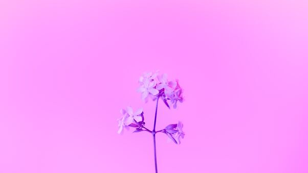 Purple Flower 5k Wallpaper