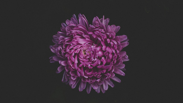 purple-flower-blossom-5k-lj.jpg