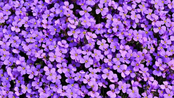 Purple Flowers Background 5k Wallpaper