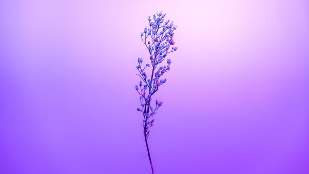 Purple Petal Sky With Stem Wallpaper
