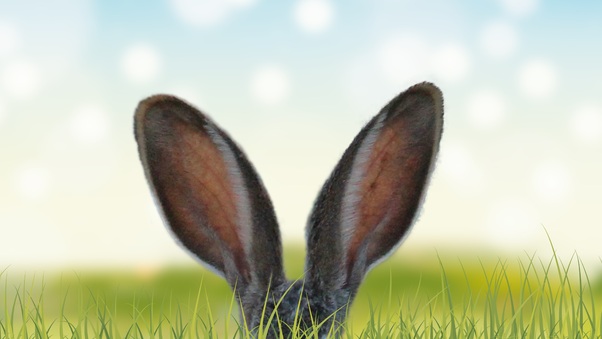 Rabbit Ears In The Grass 5k Wallpaper