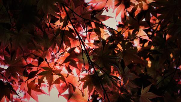 Red Autumn Season Leaves Wallpaper
