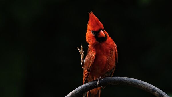 Red Bird Feathers Wallpaper