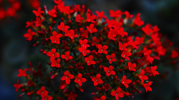 Red Blooming Flowers (3000x2000) Resolution Wallpaper