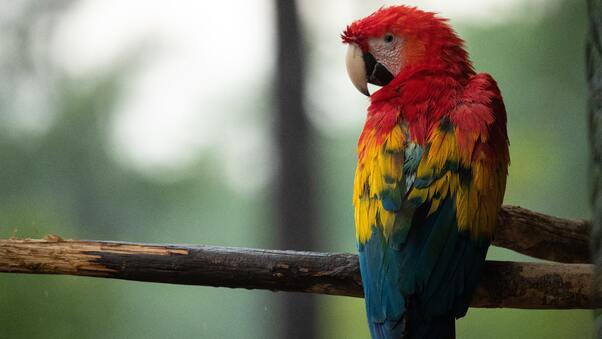 Red Blue And Yellow Macaw Bird 5k Wallpaper