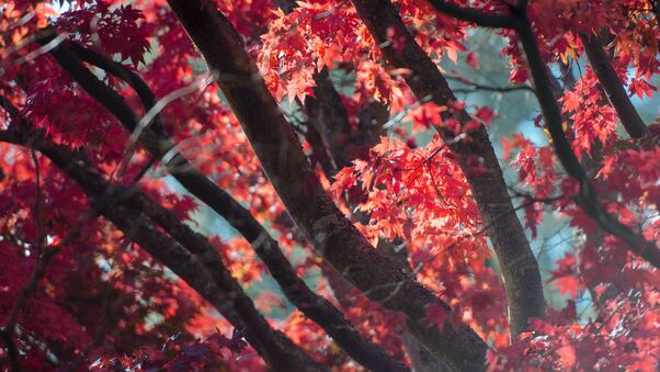 Red Fall Tree Autumn Leaves 5k Wallpaper