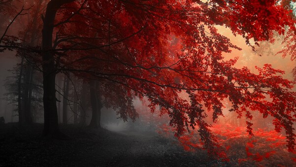 Red Forest Trees Path Wallpaper