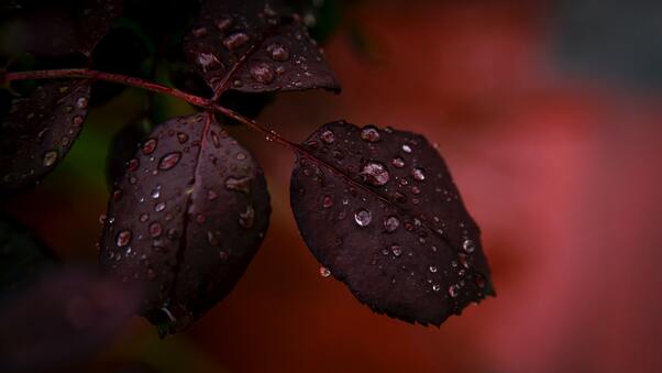 Red Leaf Droplets Dewdrops Macro Rain 4k Wallpaper